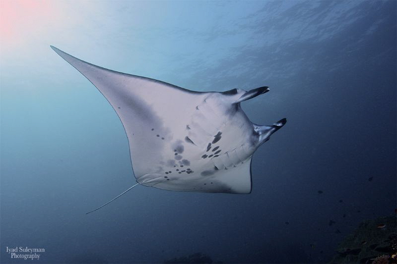 Manta Ray from Nusa Penida by Iyad Suleyman 