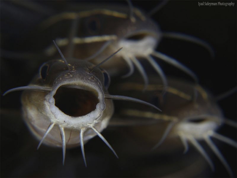 Crying Catfish by Iyad Suleyman 