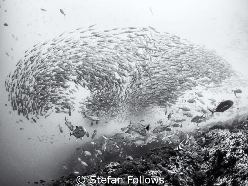 "Specialists are people who always repeat the same mistak... by Stefan Follows 