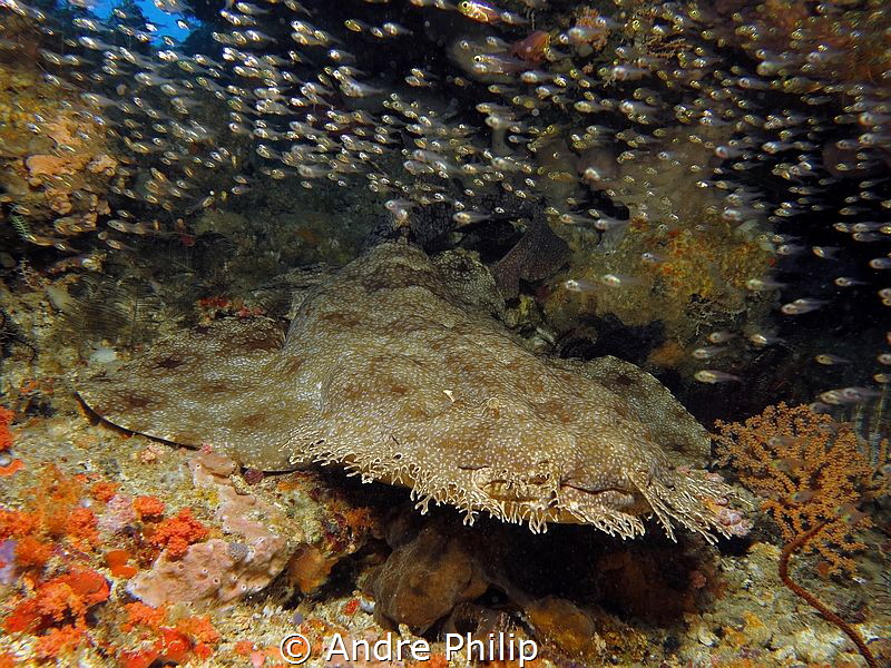 Flatman - a wobbegong in his resting place by Andre Philip 