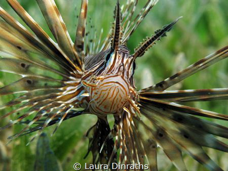 Common lionfish on seagrass by Laura Dinraths 