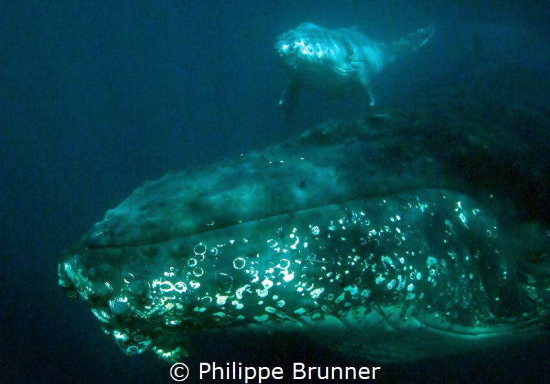 Baby whale just born. by Philippe Brunner 