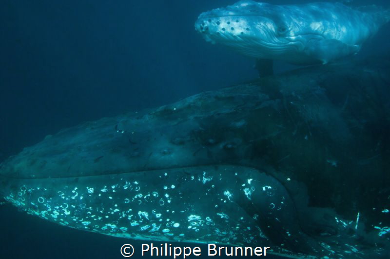 Baby whale just born. by Philippe Brunner 
