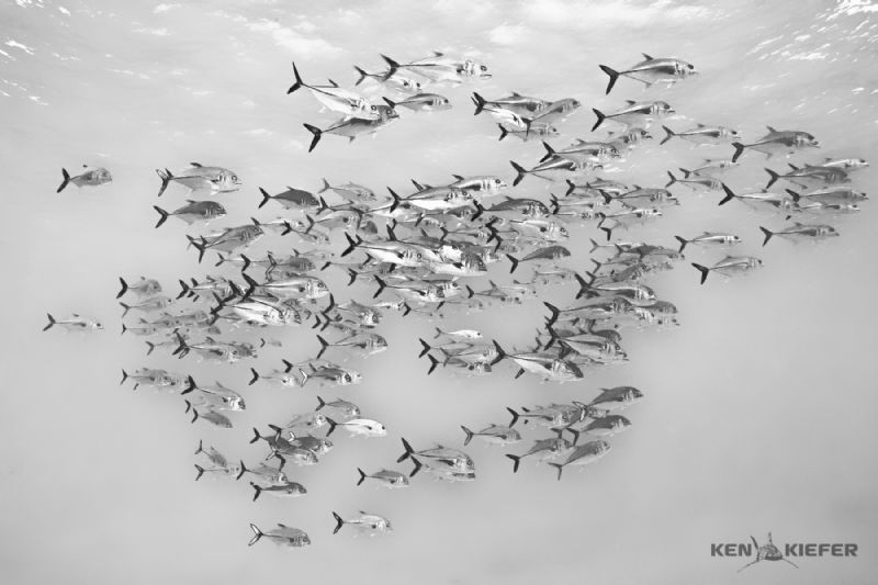 School of Jacks in Cozumel
 by Ken Kiefer 