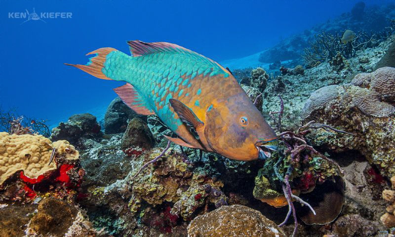 Huge Parrotfish on the reefs of Cozumel
Yucab Reef by Ken Kiefer 
