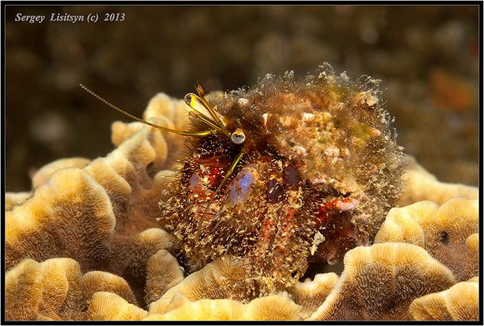 Koh Tao.Blue eyes. by Sergey Lisitsyn 