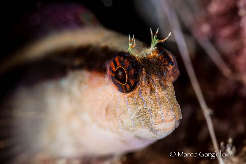 Blenny by Marco Gargiulo 