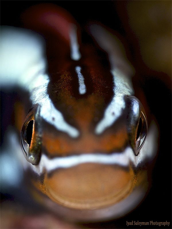 Blenny from UAE by Iyad Suleyman 