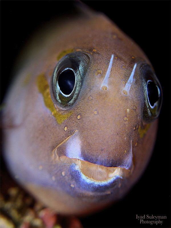Blenny from Bali by Iyad Suleyman 