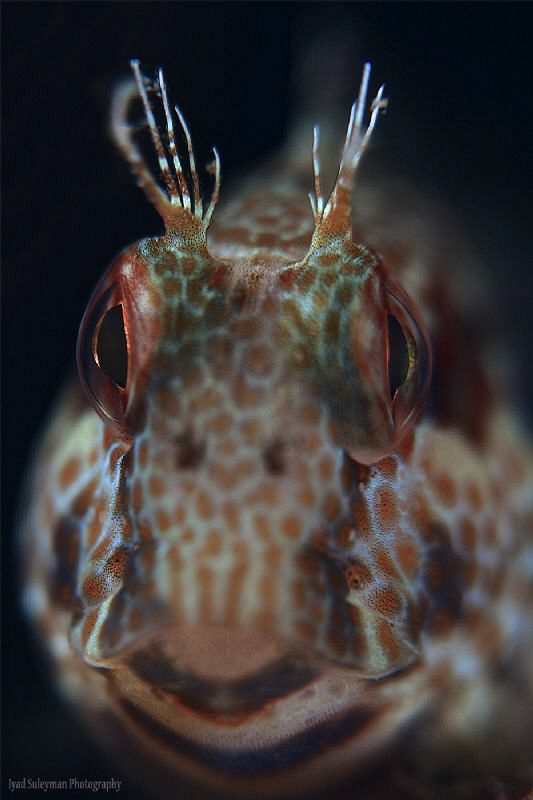 Blenny from Gulf of Oman by Iyad Suleyman 