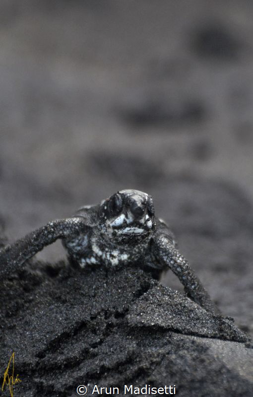 Leather back hatchling taking the long walk by Arun Madisetti 