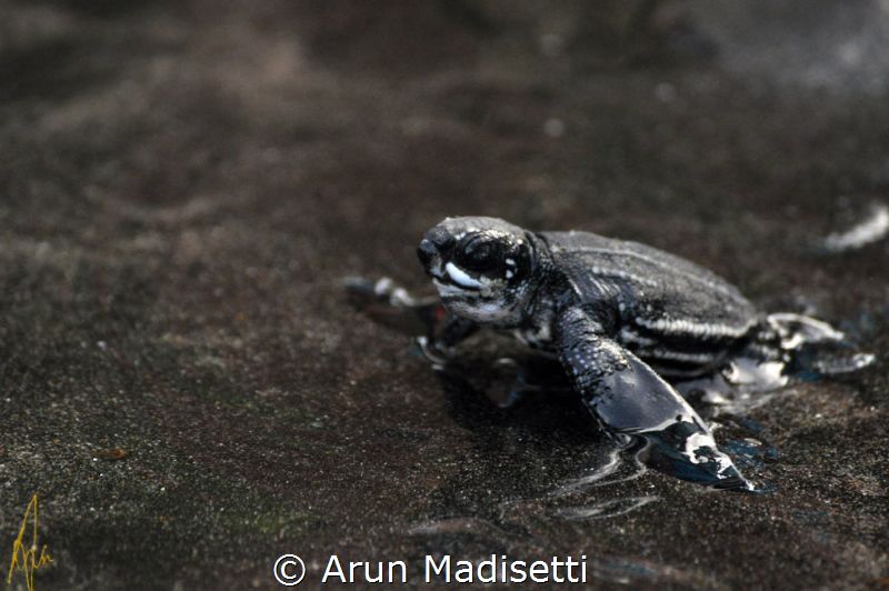 The long walk to a life at sea by Arun Madisetti 