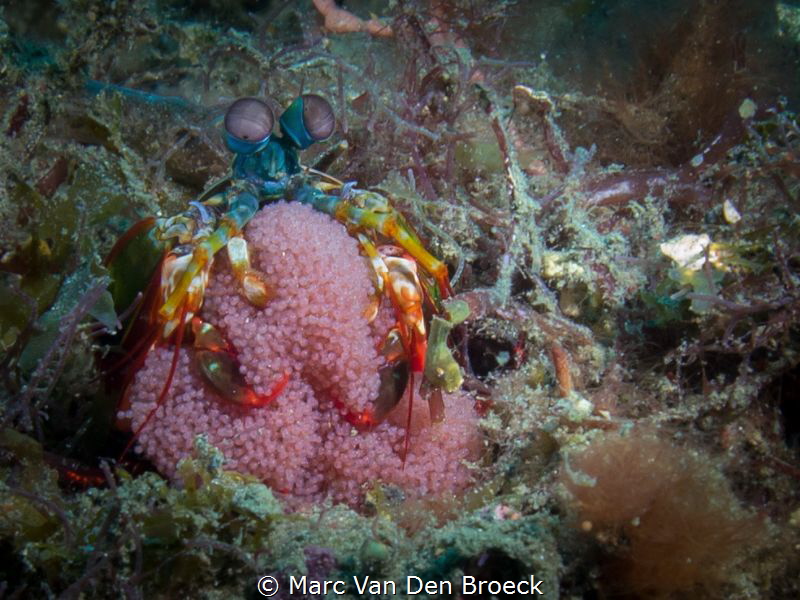 "These eggs are mine" mantis shrimp by Marc Van Den Broeck 