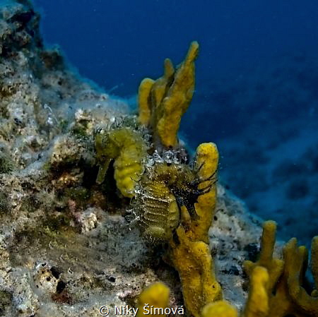 Sea horse by Niky Šímová 