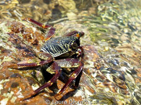 A common sally-light-foot crab (shore-crab, crustacean) a... by Laura Dinraths 