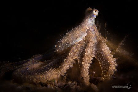White V Octopus by Maziar Momtazi 