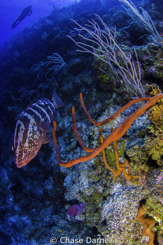 Bloody Bay Wall at its best! by Chase Darnell 