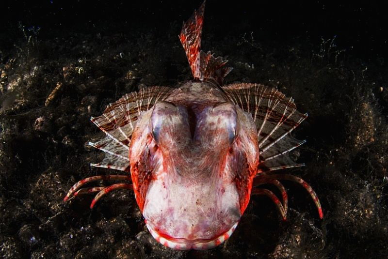 Frontal view by Marco Gargiulo 
