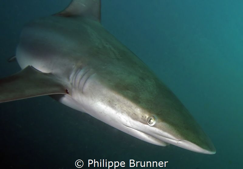 Shark by Philippe Brunner 