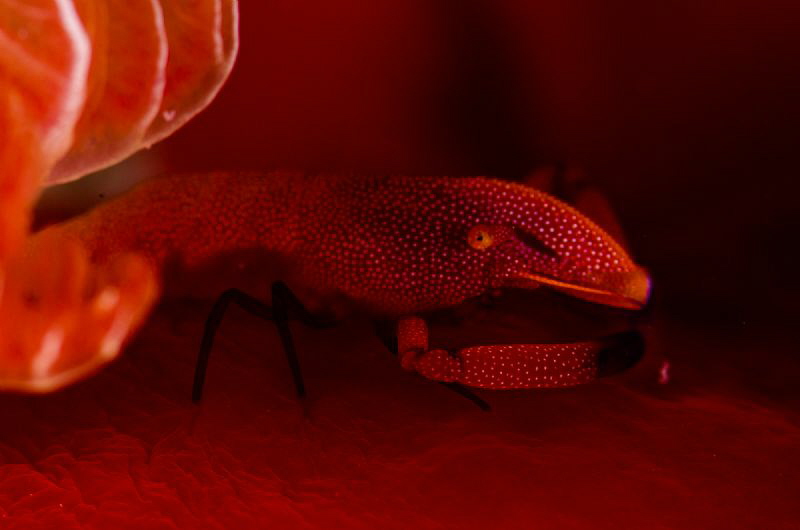 The emperor shrimp is looking from behind of the spanish ... by Dmitry Starostenkov 