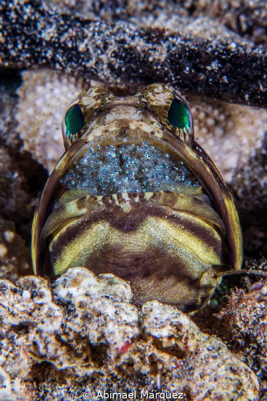Banded Jawfish by Abimael Márquez 
