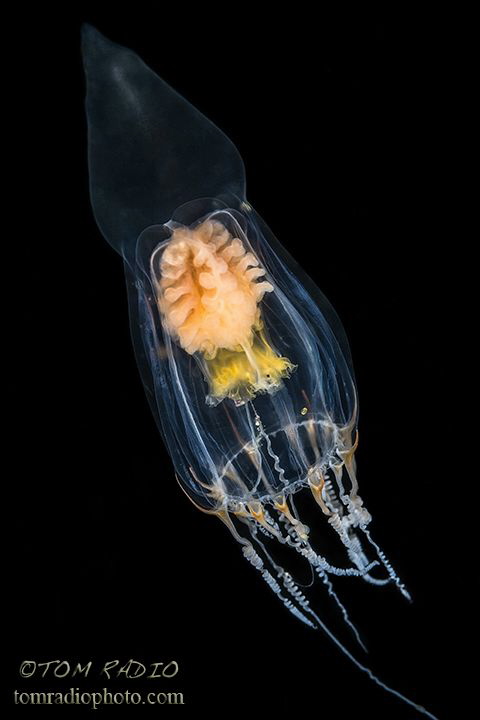 Tall-Top Jelly
Puget Sound, WA, U.S.A. by Tom Radio 