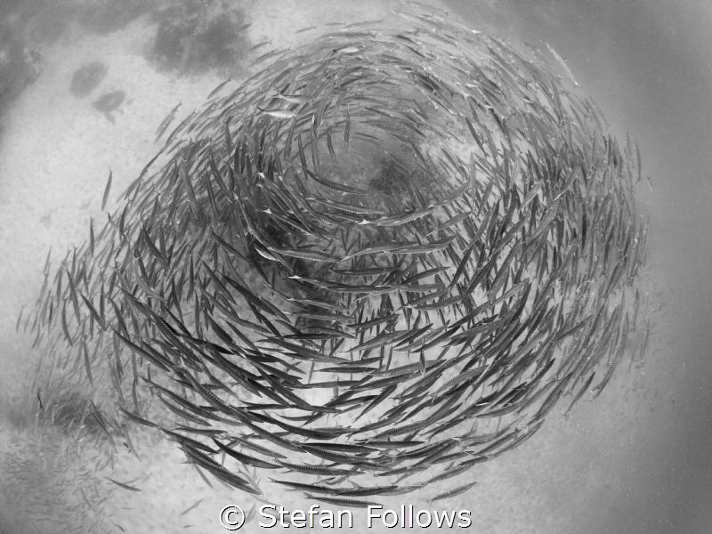 "A fish may love a bird, but where would they live?" Drew... by Stefan Follows 