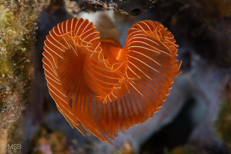 The Heart. by Mehmet Salih Bilal 