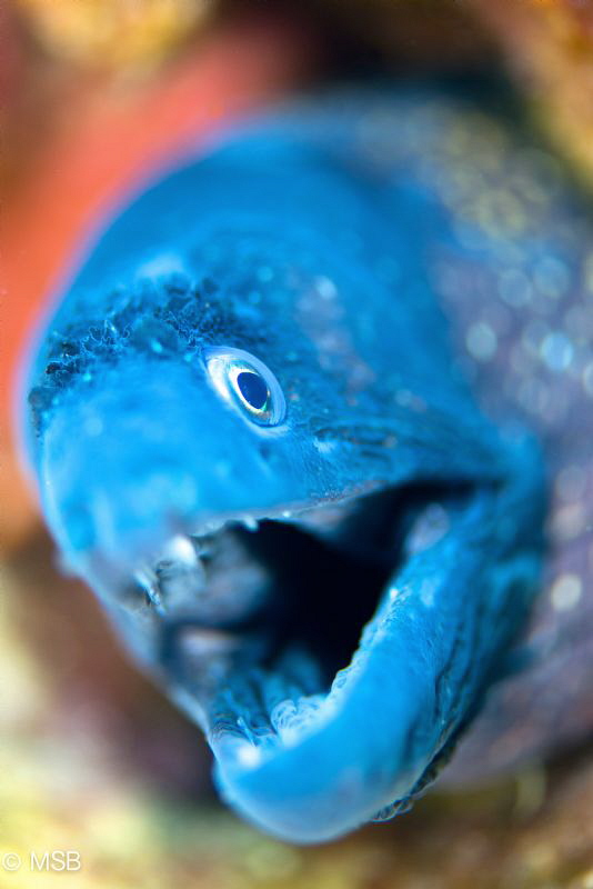 The moray in narrow DOF. by Mehmet Salih Bilal 