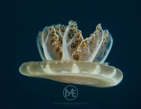 Upside-down jellyfish by Arno Enzo 