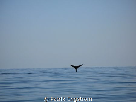Sperm whale Muscat Oman by Patrik Engstrom 