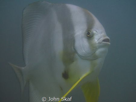 Here I was minding my own business at the 5 meters safety... by John Skaf 