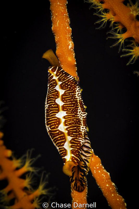 "Searching for Patterns"
Trinity Caves, Grand Cayman by Chase Darnell 