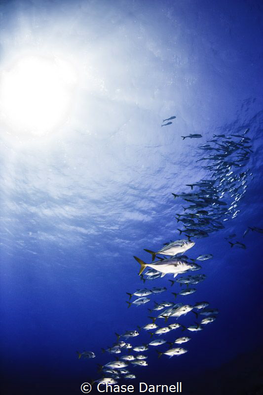 "Up, Up and Away"
Horse Eyed Jacks, Grand Cayman by Chase Darnell 