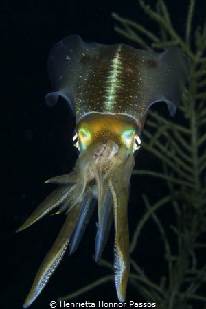 Caribbean Reef Squid consuming a Chromis Reef fish by Henrietta Honnor Passos 
