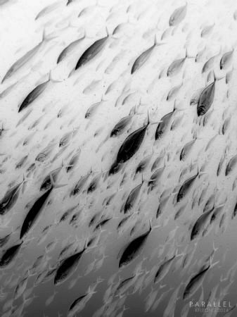 a school of juvenile fish suddenly pass by in front of me by Kf Leong 