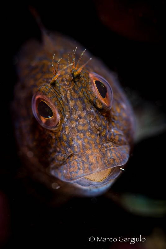 African Blenny by Marco Gargiulo 