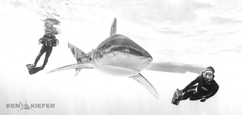 Safety Diver and Photographer enjoy the presence of a fem... by Ken Kiefer 