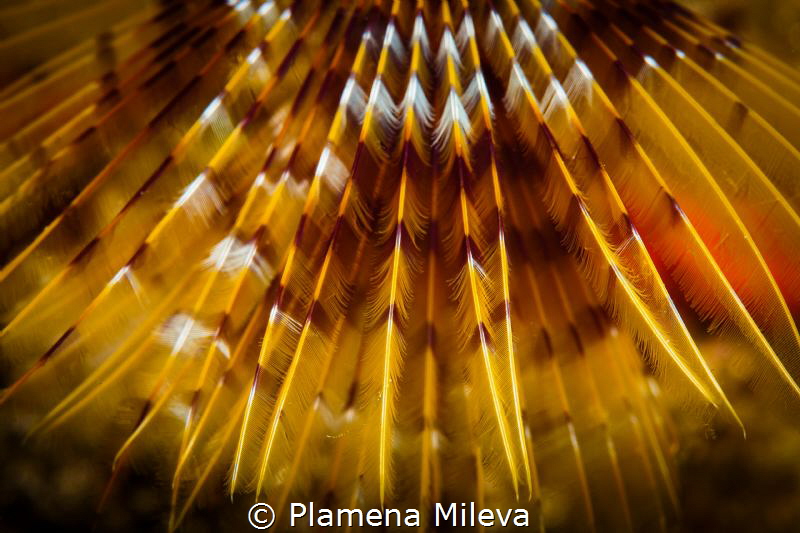 *** by Plamena Mileva 