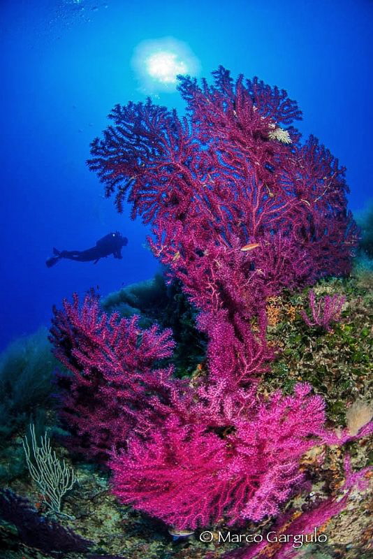 Red Mediterranean Seafan by Marco Gargiulo 