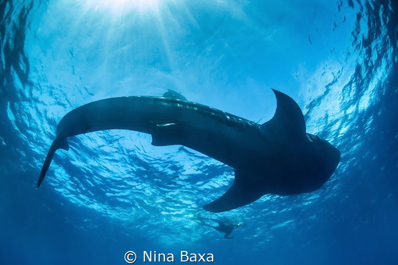 Friendship.Friendship.
Freediver Len de Vries filming a ... by Nina Baxa 