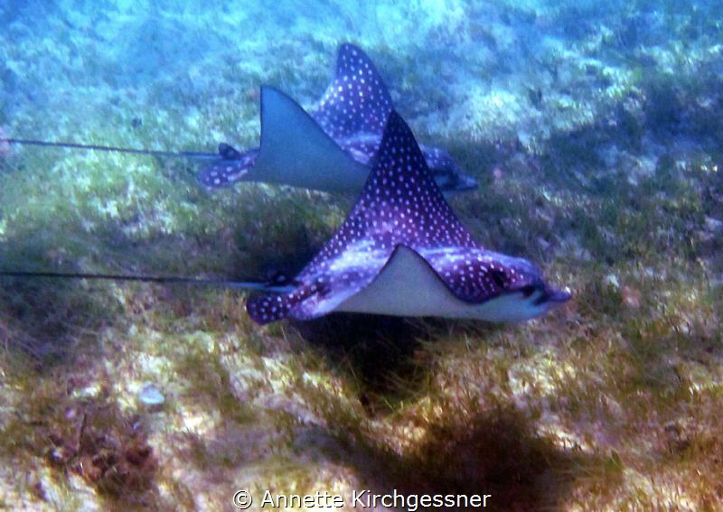 How lucky can one get to catch this shot while snorkeling... by Annette Kirchgessner 