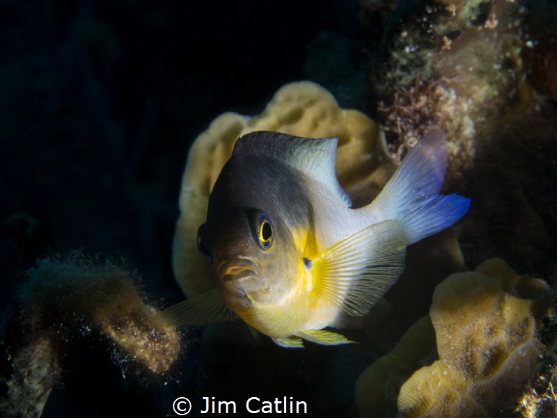Bicolour damsel fish shot with remote strobe by Jim Catlin 