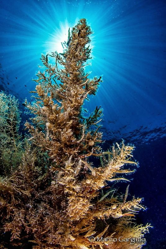 Sargasso & Sun by Marco Gargiulo 