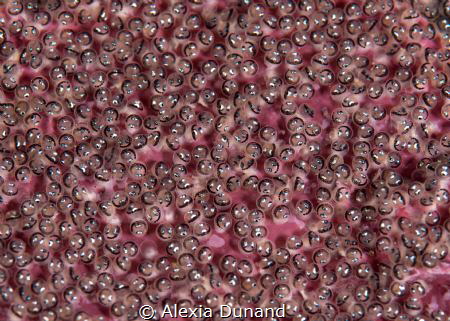 eggs from the red lip blenny (Ophioblennius atlanticus). ... by Alexia Dunand 