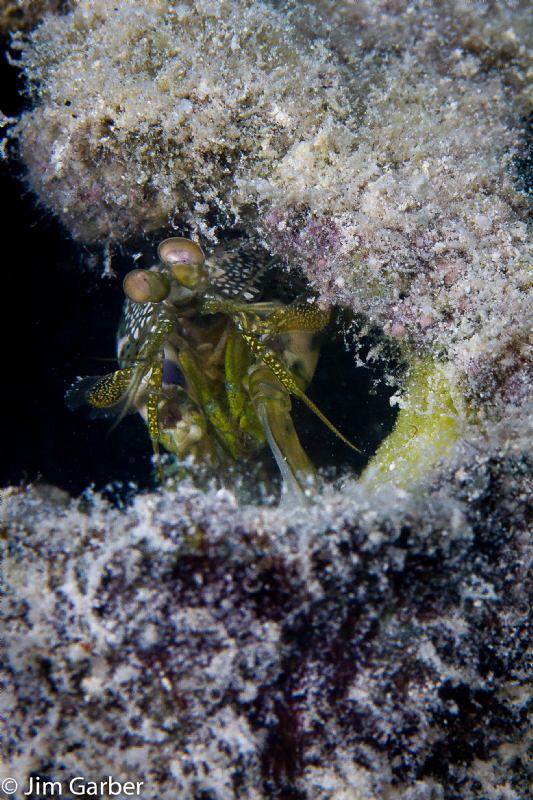 Mantis in a bottle - Islamorada by Jim Garber 