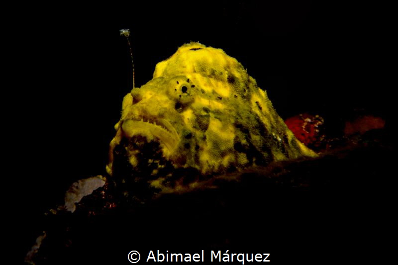 Frogfish by Abimael Márquez 