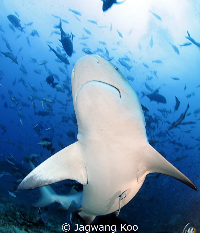 shark by Jagwang Koo 
