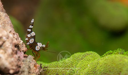 Squat (sexy) shrimp on a coral by Arno Enzo 