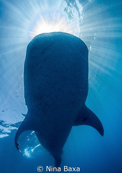 Drinking the Sun.
Taken while free-diving off Isla Mujer... by Nina Baxa 